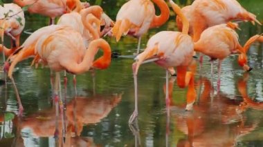Bir sürü zarif pembe flamingolar