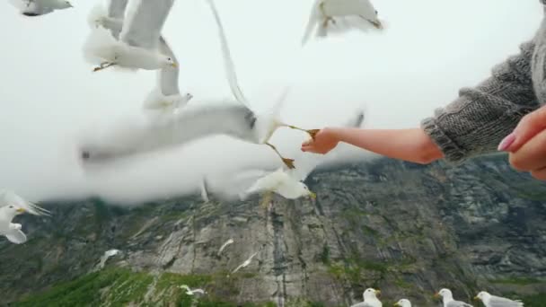 Uma mão de mulher alimenta um bando de gaivotas com um pedaço de pão . — Vídeo de Stock