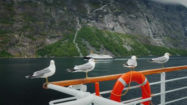 Hejno racků sedí na kolejích výletní lodi, která pluje podél malebné norských fjordů. V dálce je vidět další loď — Stock video