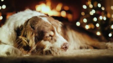Köpek Noel için bir hediye alır. Yalanları tarafından ağaç ve şömine el onun yanında bir yay ile güzel kaydırılan bir kutu koyar