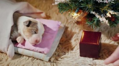 Küçük bir bebek köpek onun Noel hediye alır. Yeni yıl temalar üzerine Evcil ile komik videolar