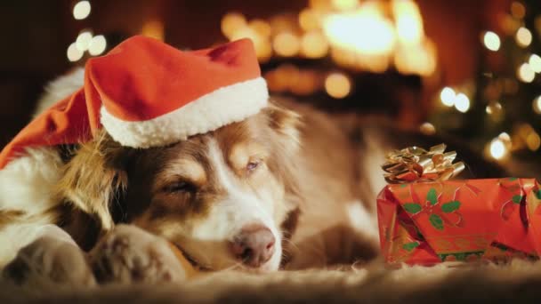 En söt hund sover nära hans julklapp, i bakgrunden är en julgran och en eld brinner brasan. Alla uppfyller jul och nyår — Stockvideo