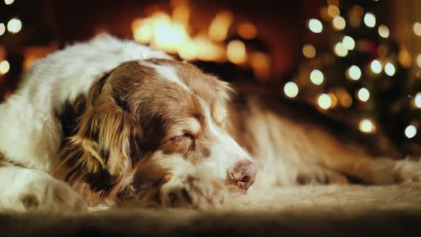 The dog receives a gift for Christmas. Lies by the tree and fireplace, the hand puts next to her a beautifully wrapped box with a bow — Stock Video