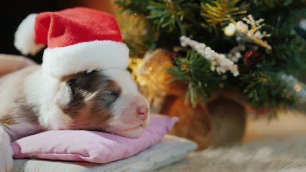 Ein kleiner Welpe schläft in seinem Bett neben dem Neujahrsbaum. Lustige Videos mit Tieren zum Thema Neujahr — Stockvideo