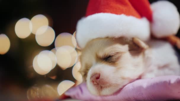 Retrato de um filhote de cachorro bonito, dormindo na cama contra um fundo de uma grinalda borrada no lado. Animais de estimação para o Natal — Vídeo de Stock