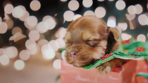 Tout-petit dort dans une boîte cadeau de Noël. Un cadeau insolite pour le Nouvel An — Video