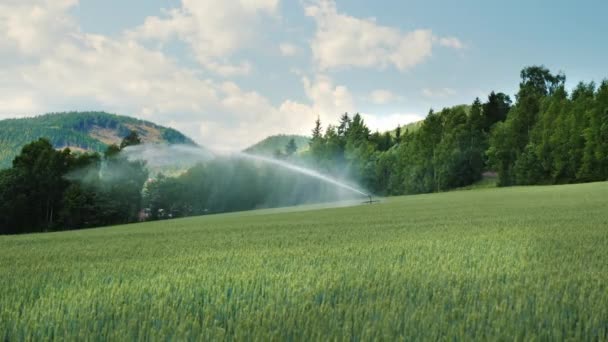 Le système d'irrigation arrose le champ de blé vert. L'agriculture en Norvège — Video