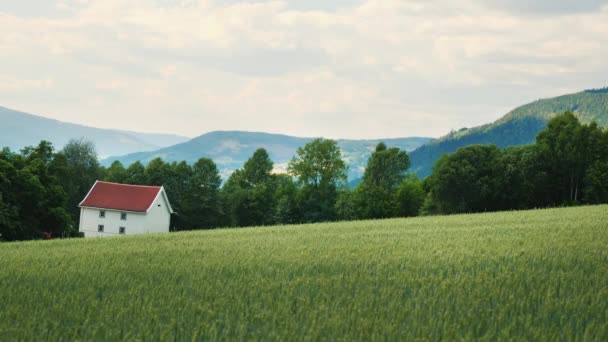 Casa de campo tradicional, en primer plano un campo de trigo verde. Una vista típica de una granja noruega cerca de las montañas — Vídeo de stock