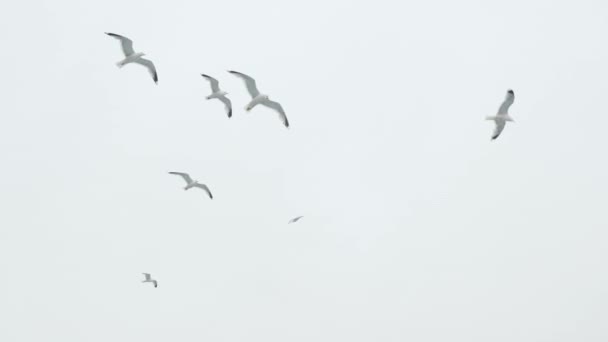 A flock of seagulls flies against the background of the milk sky — Stock Video