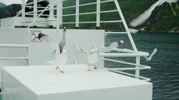 Arrogant seagulls eat bread, which they throw tourists. Against the background of a tablet on the prohibition of bird feeding — Stock Video