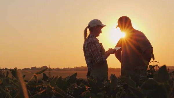 Boeren man en vrouw communiceren in het veld bij zonsondergang. Gebruik van een tablet — Stockfoto