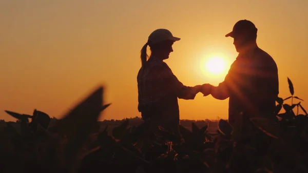 Stretta di mano agricoltori uomini e donne. Sul campo al tramonto — Foto Stock