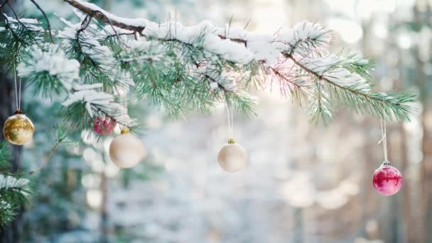 Une branche verte d'épinette avec des jouets de Noël et de la neige moelleuse sur des branches vertes dans une forêt de pins d'hiver — Video