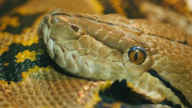 Yakın çekim kafa Asias dev Reticulated Python vurdu