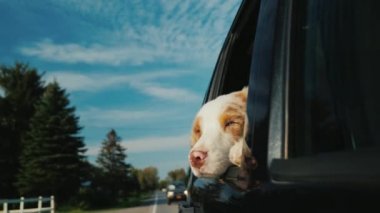 Köpek araba pencereden görünüyor. İle evde beslenen hayvan seyahat etmek