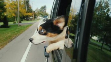 Köpek sürpriz ve biraz korku ile araba pencereden görünüyor. A evde beslenen hayvan ile araba ile seyahat