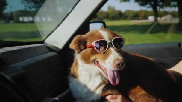 Hunden åker med ägaren på bilen. Husdjuret bär solglasögon — Stockvideo