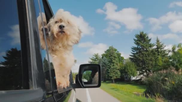 The dog looks out of the window of the car in motion. In the rearview mirror you can see the driver. Pet Travel — Stock Footage The dog looks out of the window of the car in motion. In the rearview mirror you can see the driver. Pet Travel Video Clip