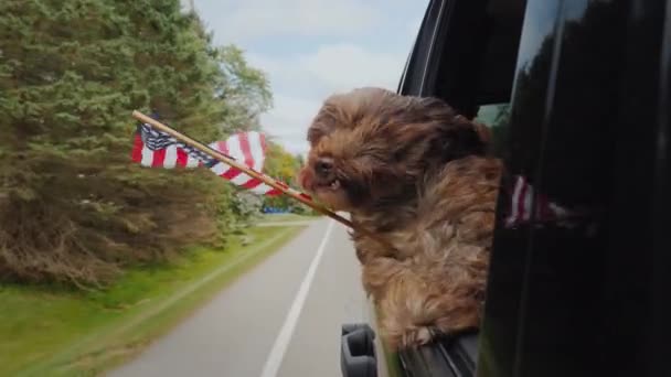 Rolig hund med en amerikansk flagga i tass ser ut ur bilrutan — Stockvideo