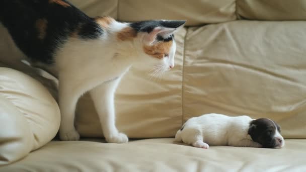猫和一只刚出生的小狗玩耍。有趣的视频与动物 — 图库视频影像