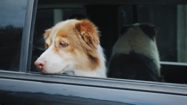 Dvě pastýři čeká na své majitele v autě — Stock video