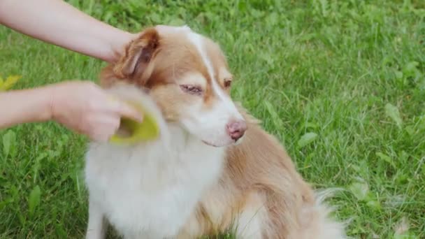 Владелец расчесывает шерсть со своей собаки — стоковое видео