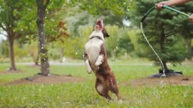 Bir bahçe hortumu ile oynayan komik köpek. Yüksek, su akışı kapma atlama. Slow motion video