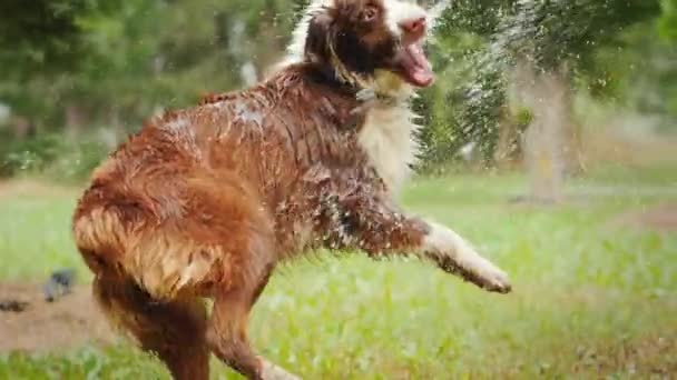 Schäfer nimmt Wasseraufbereitung - spielt mit einem Gartenschlauch. Lustige Haustiere — Stockvideo