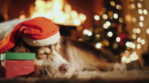 Berger dans une casquette festive somnolant doucement près de la cheminée en feu. Près de lui se trouve une croûte avec un cadeau — Video