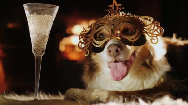 A dog in a carnival mask lies by the fireplace, a glass stands next to it. Holiday theme with pets — Stock Video