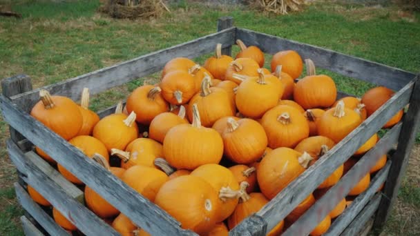 Caixa de madeira grande com abóboras para venda de Halloween — Vídeo de Stock