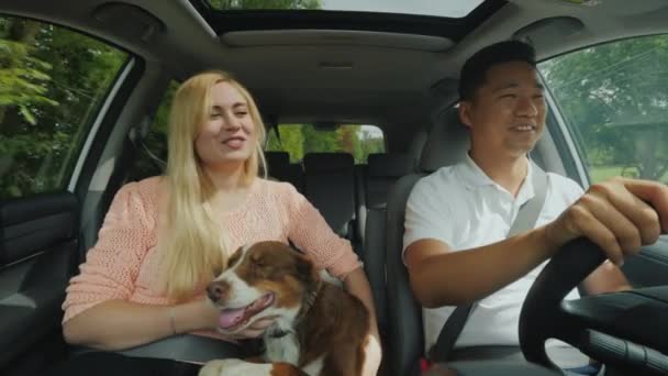 若い民族カップルが犬と一緒に車で移動します アジア男と白人女 — ストック動画