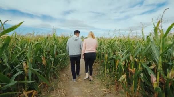 Молодая многонациональная пара проходит через кукурузный лабиринт. Ярмарки и развлечения на Хэллоуин в США. Вид сзади — стоковое видео