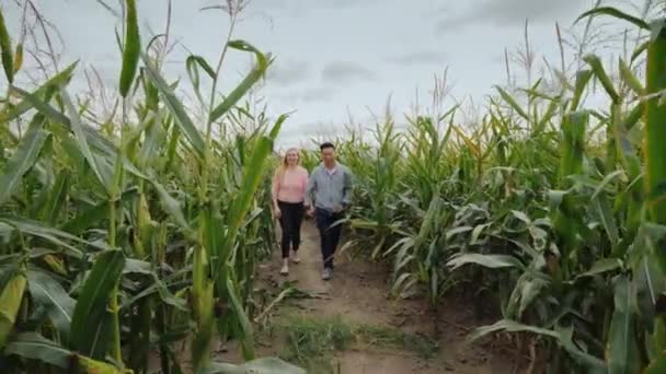 Young multiethnic couple walks through the corn maze. Fairgrounds and Fun at Halloween in the USA. — Stock Video