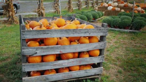 Vorbereitung auf den Feiertag Halloween, Prozhazha schöne orangefarbene Kürbisse beim Herbstfest — Stockvideo