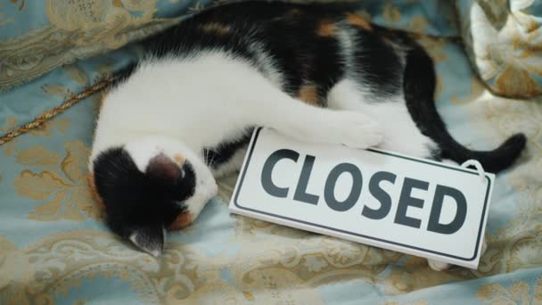 El gato está acostado en la cama con un cartel cerrado. Concepto fuera de negocio — Vídeos de Stock