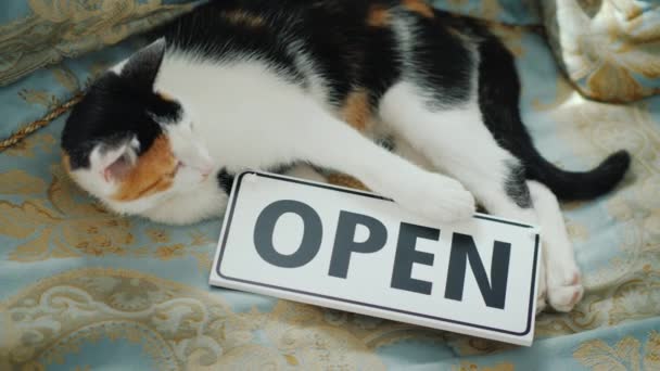 고양이 서명 오픈와 소파에 누워 — 비디오