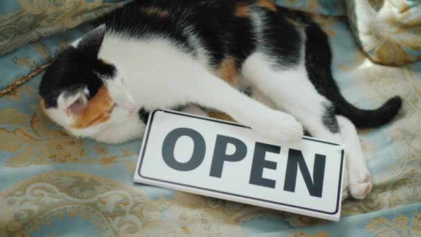 De kat is liggend op de Bank met een teken-open — Stockvideo