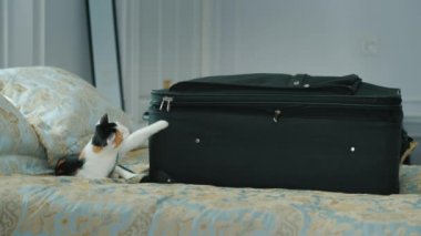 Yavru kedi ile toka seyahat bavul çalış. Tatil ve iş seyahati kavramı