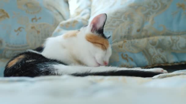 O gatinho está lavando, deitado na cama — Vídeo de Stock