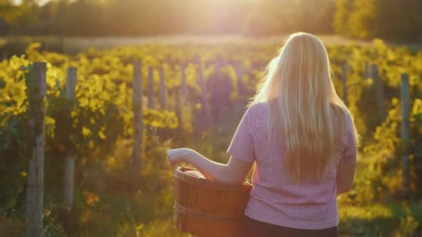 Вид сзади: Привлекательная женщина с корзиной прогуливается по винограднику на солнце — стоковое видео