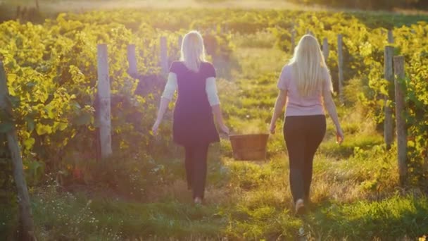 Weergave achterzijde: twee jonge vrouwen dragen een mandje van druiven, gaan tussen de rijen met wijngaarden bij zonsondergang. Oogsten en biologische producten-Concept — Stockvideo