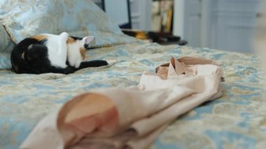 Yol veya tatil - atmak giysileri yatağın üstünde oluyor kedi sonraki oturur