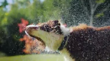 Sırılsıklam Avustralyalı çoban su sallıyor, sinek her yöne sıçramalarına. Slow Motion Video