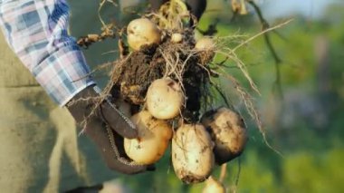 Çiftçilerin elinde eldiven taze patates yumrular kadar kazdık tutuyorsun