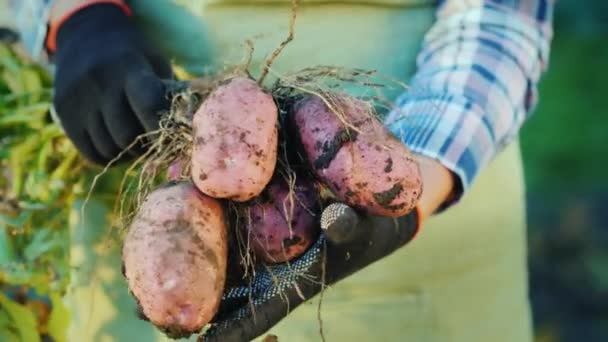 As mãos dos agricultores estão a segurar tubérculos de batata. Produtos biológicos da exploração agrícola — Vídeo de Stock