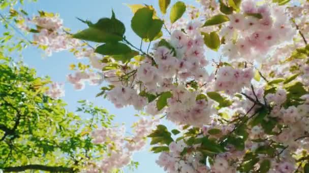 Schöne sakura in den sonnenstrahlen im frühlingspark von amsterdam — Stockvideo