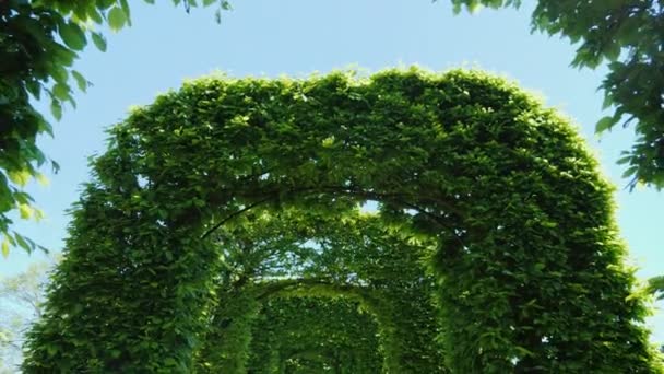 Vista em primeira pessoa - vá para o túnel de arcos verdes de plantas — Vídeo de Stock