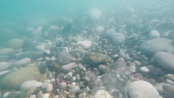 Poluição do ambiente com pratos de plástico: a garrafa balançou no fundo do mar, juntamente com ondas e seixos — Vídeo de Stock