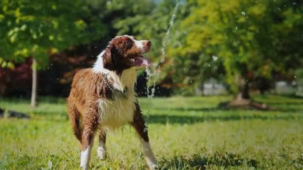 Забавна собака грає з садовим шлангом. Грайте з власником і отримуйте задоволення разом — стокове відео